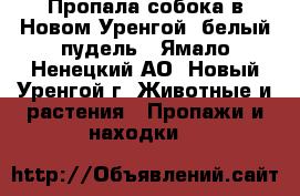 Пропала собока в Новом Уренгой, белый пудель - Ямало-Ненецкий АО, Новый Уренгой г. Животные и растения » Пропажи и находки   